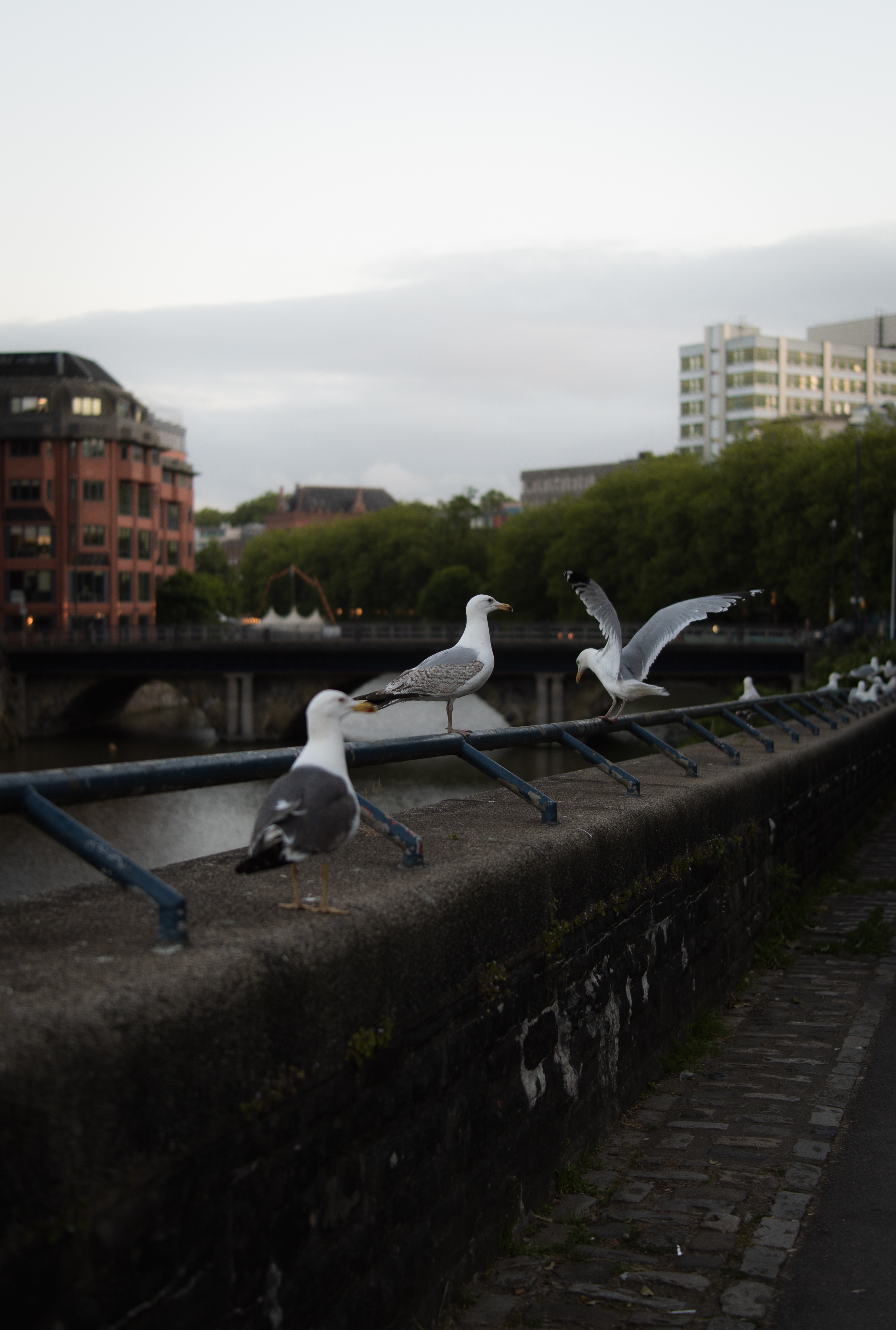 Seagulls